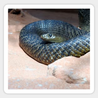 Inland Taipan Sticker